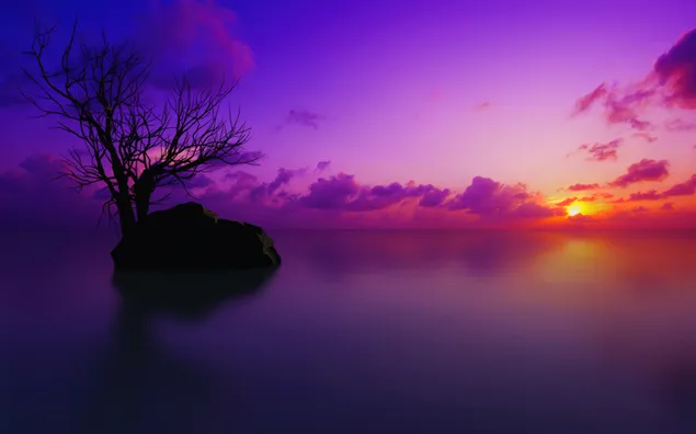 Matahari terbenam di langit ungu dan pohon di danau 4K wallpaper