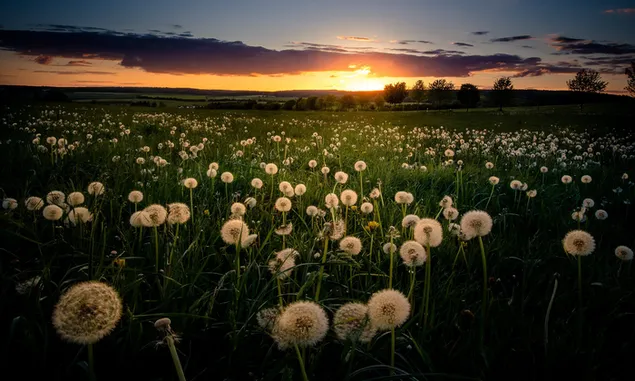 Sunset in the dandelion field