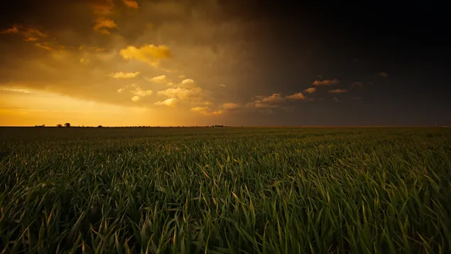 Hình nền Hoàng hôn trên cánh đồng lúa mì 4K