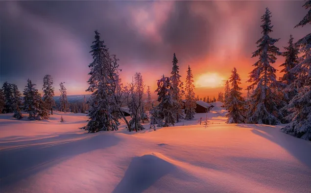 Matahari terbenam di hutan musim dingin unduhan