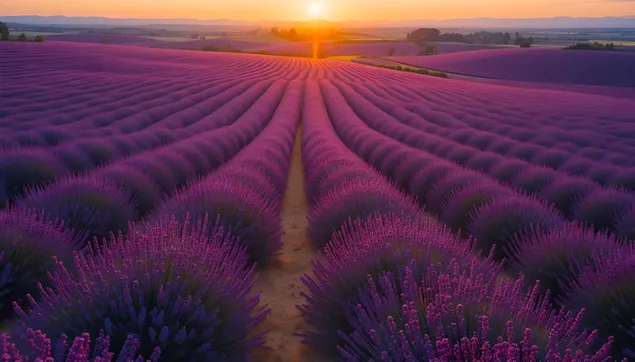 薰衣草田落日：法国普罗旺斯风景 4K 壁纸