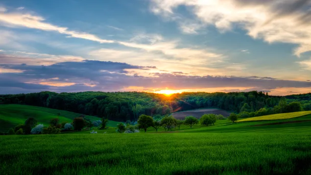 緑の野原からの夕日の眺め