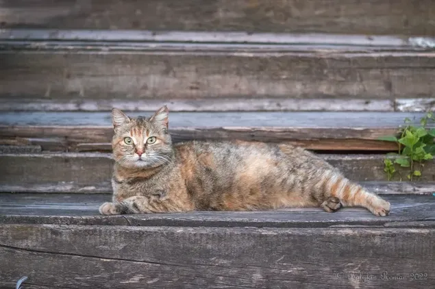Ánh mắt đáng yêu ngạc nhiên của chú mèo mướp nằm trên sàn gỗ