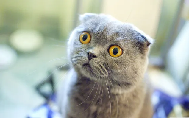 Miradas sorprendidas del gatito del pliegue escocés en fondo borroso