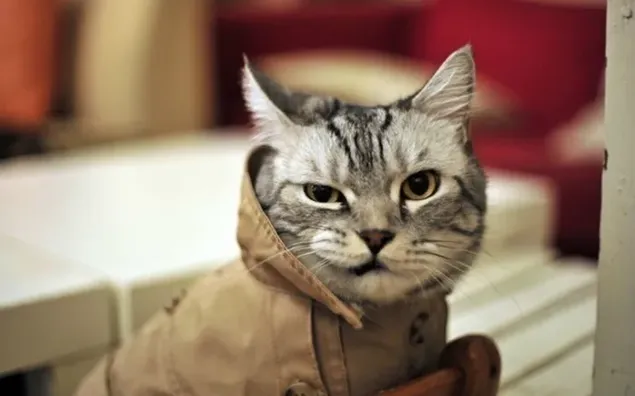 Verdächtige Pose einer süßen Katze im Agentenanzug