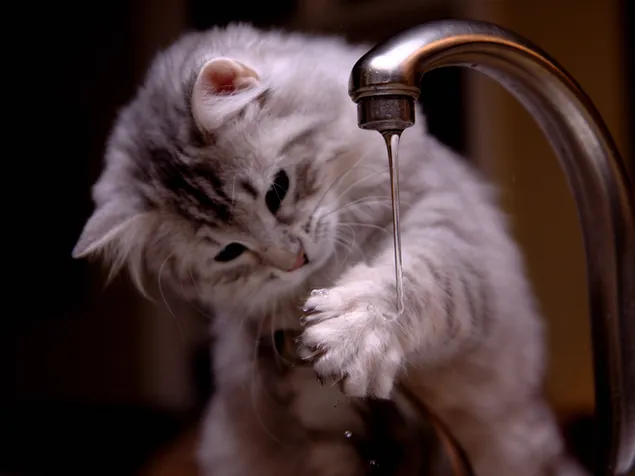 Süße graue Katze wäscht sich die Hände im Wasserhahn