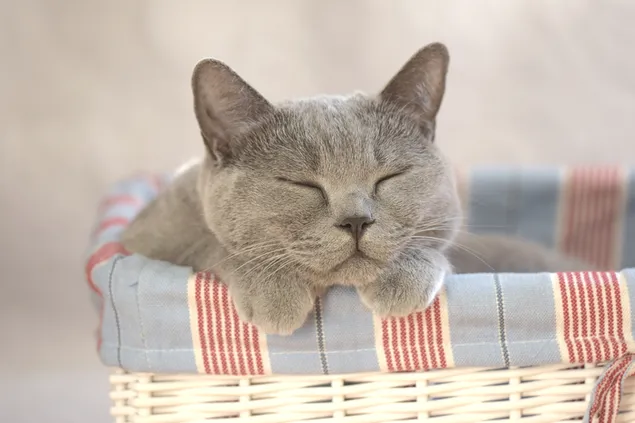 Süße Hauskatze, die auf der Decke schläft, die auf dem Weidenkorb liegt