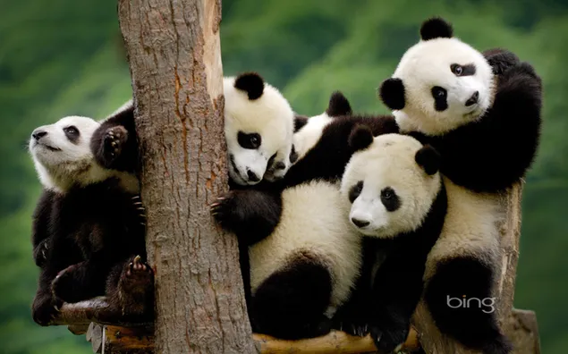Süße Pandawelpen herunterladen