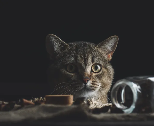 Süßer Blick einer getigerten Katze auf der Tischkante vor schwarzem Hintergrund