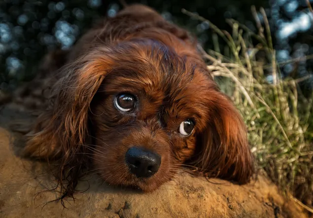 Süßer brauner Hund, Kinn nach unten, auf dem Boden im Gras.