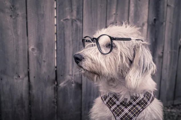 Süßer gelber Hund mit schwarzer Brille vor altem Holz herunterladen