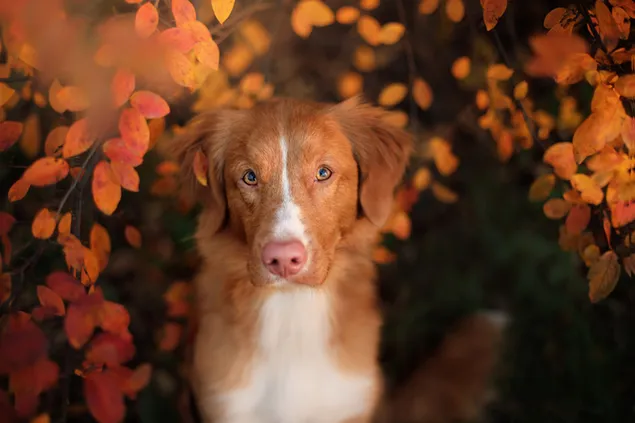 Süßer Hund von weißbrauner weißer Farbe zwischen braunen Herbstblättern