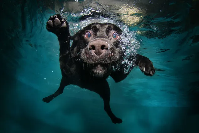 Süßer schwarzer Hund, der unter Wasser schwimmt und kämpft