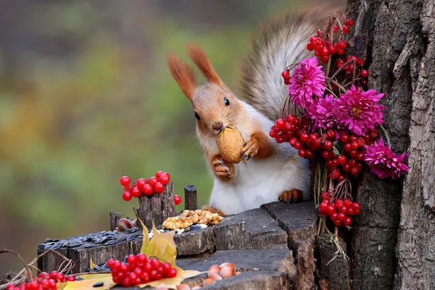 Süßes Eichhörnchen, das versucht, Eicheln in der Nähe von Hagebutten und blühenden Bäumen zu verstecken