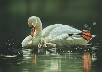 백조와 백조 2K 배경화면