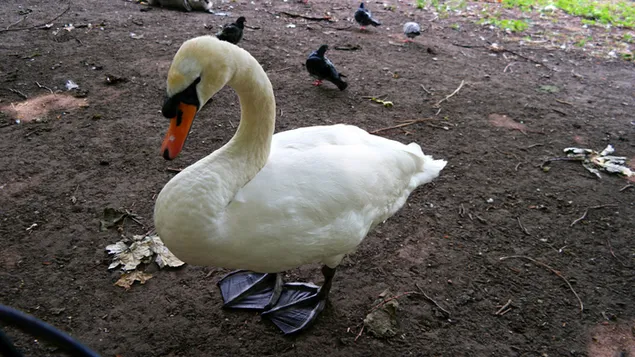 Cisne no chão do jardim de Buckingham 4K papel de parede