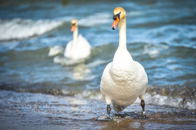 Schwan, der durch die Seeküste geht 4K Hintergrundbild