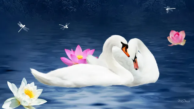 Swans in Love download