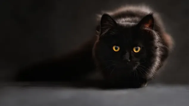 Dulce mirada de gato negro con ojos amarillos sobre fondo gris