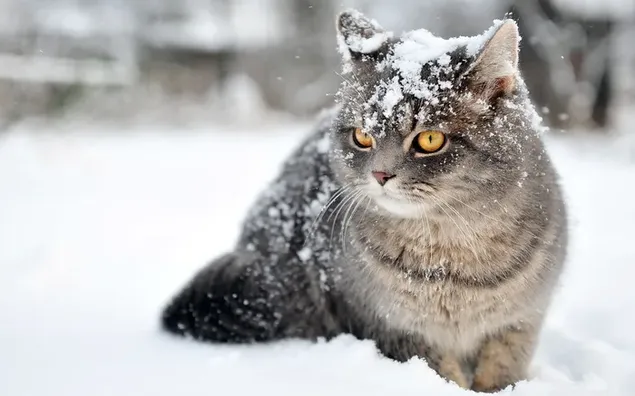 Süßer Blick der süßen Katze vor verschwommenem, schneebedecktem Boden