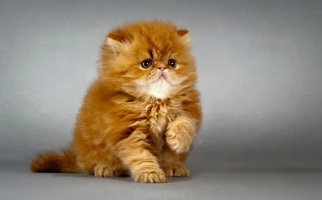 Tatapan manis anak kucing Persia yang lucu unduhan