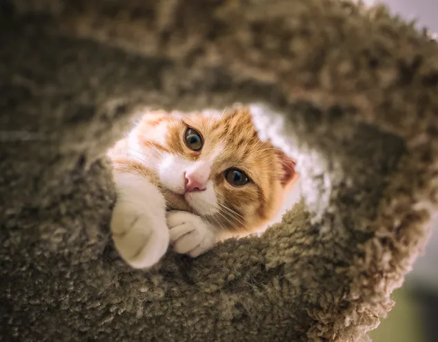 Vështrim i ëmbël nga hapësira e rrumbullakët e maces së lezetshme tabby me lesh të verdhë dhe të bardhë 2K sfond