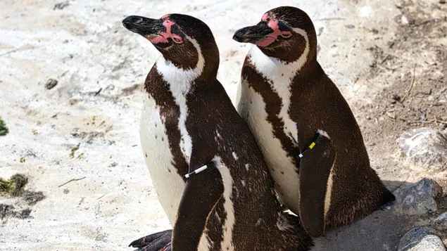 Süßes Humboldt-Pinguin-Paar in Südamerika gefunden herunterladen
