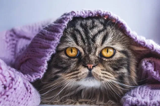 Pose manis kucing lucu mengintip dari balik sweter ungu