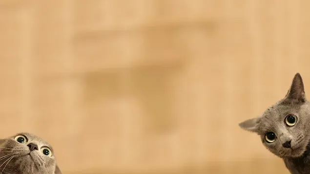 thaahwaankh`ngluukaemwsiiethaakabphuuenhlangsiiehluue`ngthiiaim`yuuainofkas daawnohld