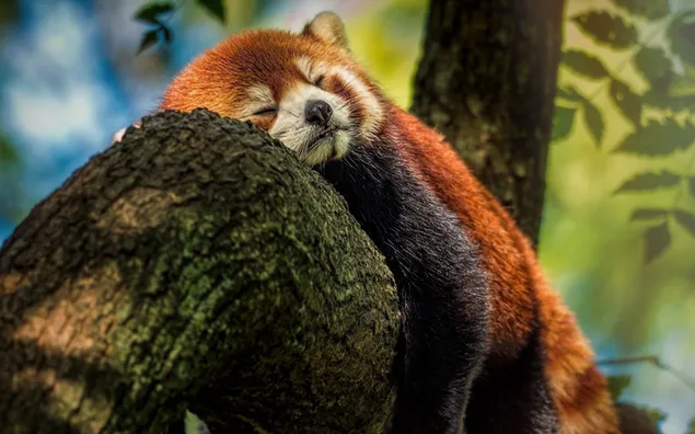 Sweet sleep of cute red panda sleeping on tree branch