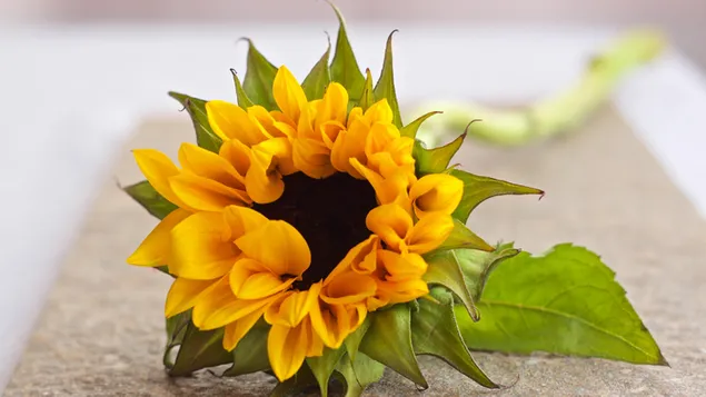 Zoete Zonnebloem