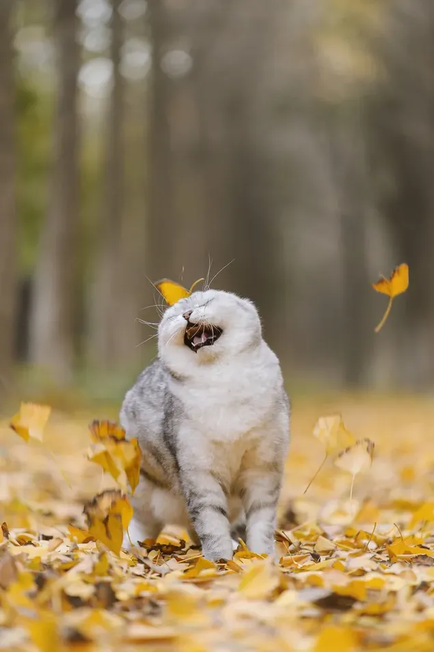 Zoete kijk op een schattige kat die tussen gele herfstgedroogde bladeren loopt voor een wazig bosplan