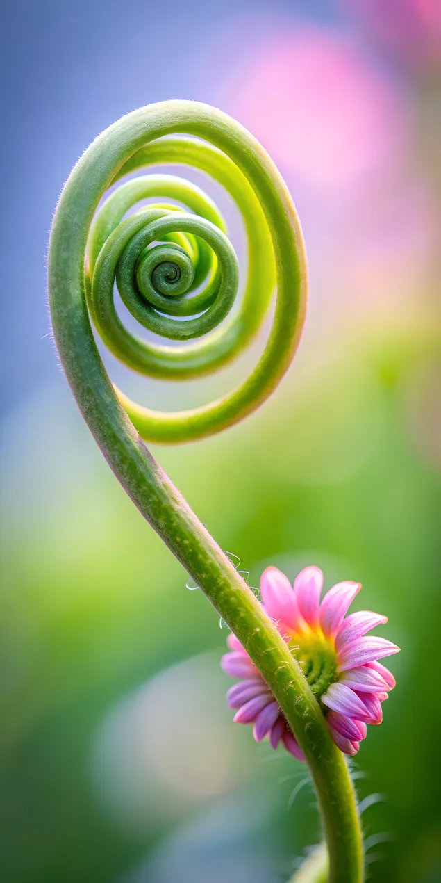 Hình nền Lá dương xỉ xoáy và hoa hồng 2K