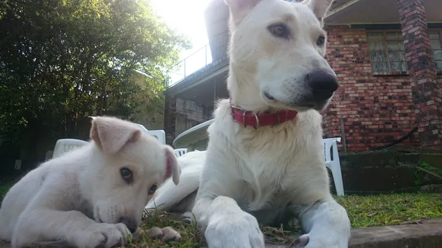 zwitserse herder download