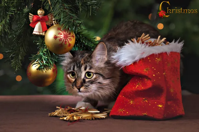 Tabby cat hiding under the Christmas tree