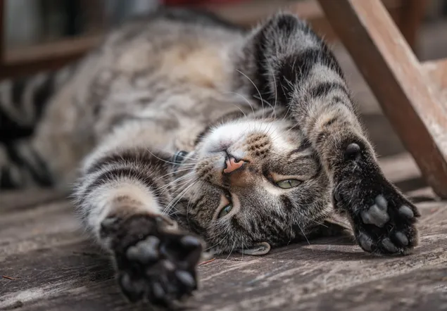 Полосатый кот спит на деревянном полу 4K обои