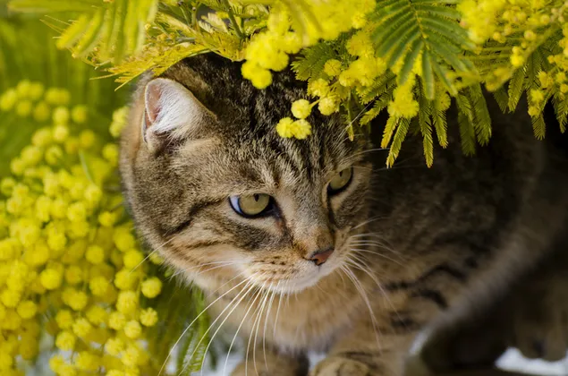 Tabby Manx cat hiding under a yellow flower plant