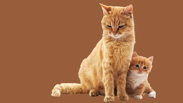 Gato atigrado mami y gato bebé 4K fondo de pantalla