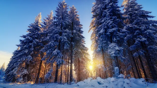 Hohe Bäume im Winterwald herunterladen