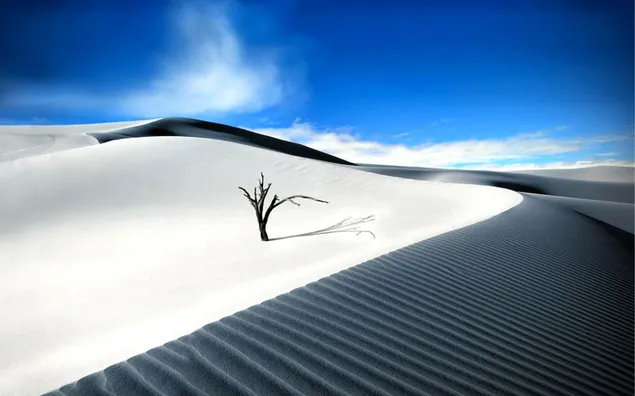 曇りと屋外の暑い砂漠と枯れた木と砂漠の影