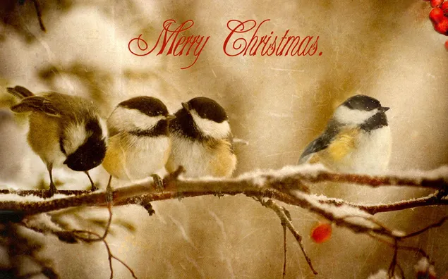 Tarjeta de regalo de Feliz Navidad con pájaros