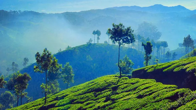 ca nongjang, munnar, indo. daunrodeu