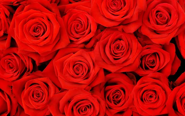 Het uiterlijk van rode rozen