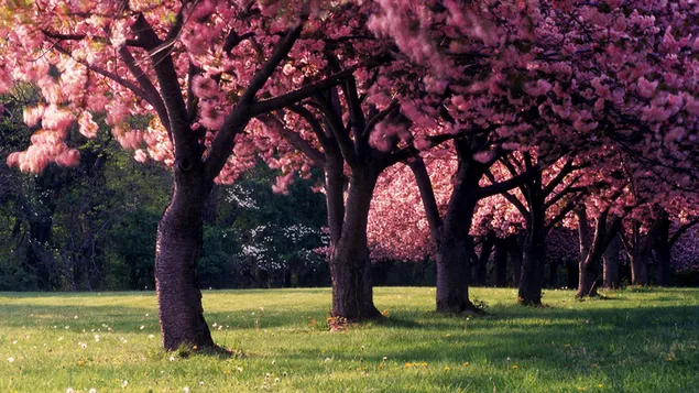 The arrival of spring and tree download