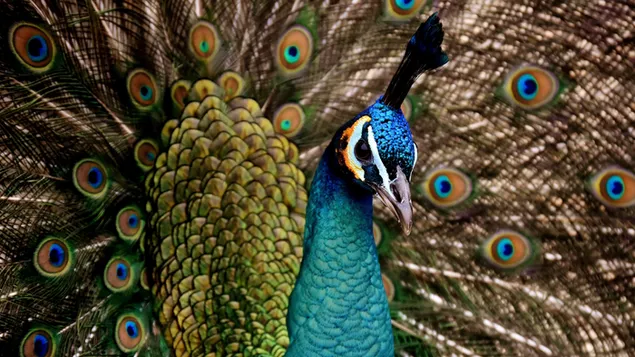 el hermoso pavo real 4K fondo de pantalla