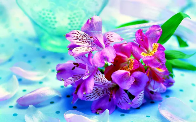 La bellesa d'una orquídia baixada
