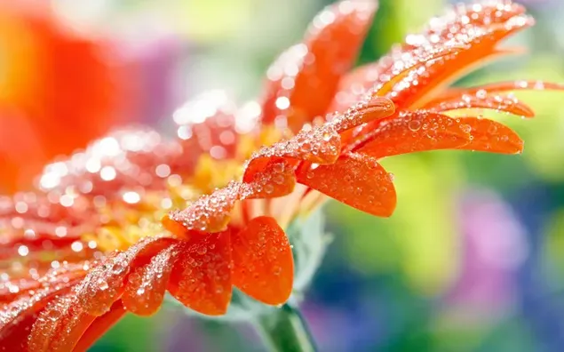 The beauty of dew grains accumulating on orange flower petals in front of a blurred flower background