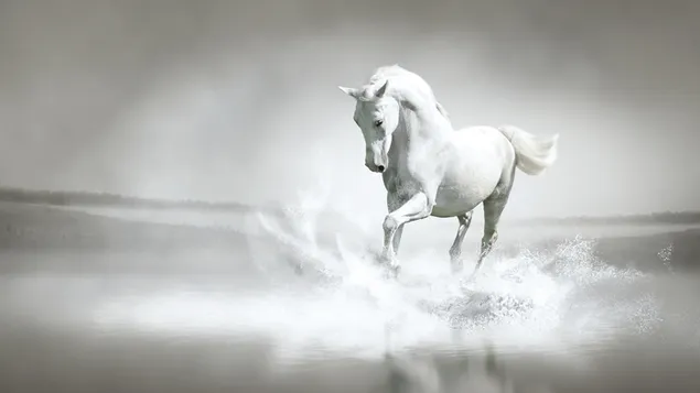 De schoonheid van het witte paard dat over het water loopt 4K achtergrond