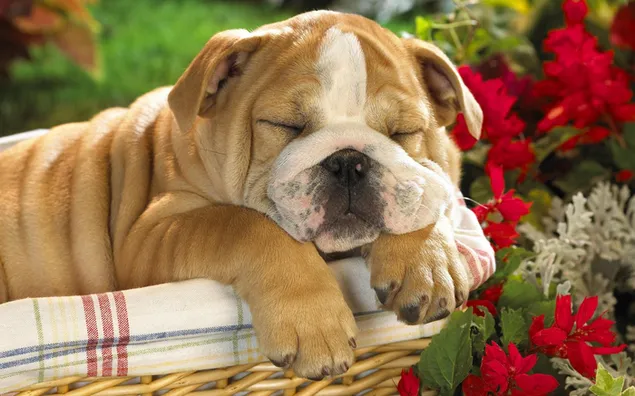 La siesta del bulldog se siente