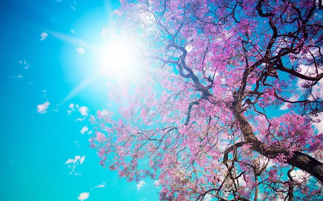 Die Kirschblüte, die mit der Ankunft des Frühlings blüht, ist den Wolken und der Sonne zugewandt. 2K Hintergrundbild